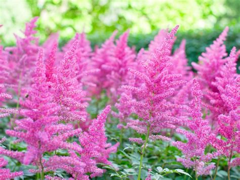 propagate astilbe|astilbes perennials photo.